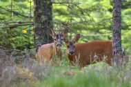 Roe Deer